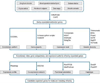 The evolutionary patterns, expression profiles, and genetic diversity of expanded genes in barley